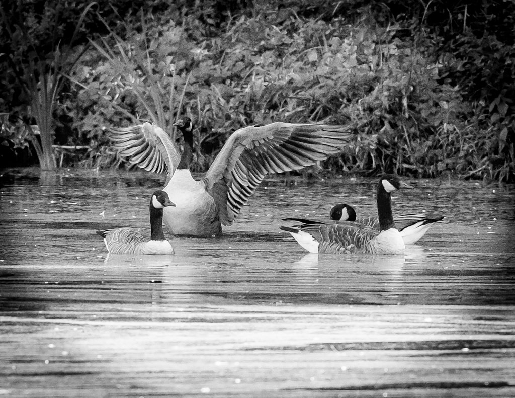 Black and White Photos